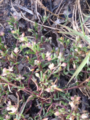 Spergularia macrotheca