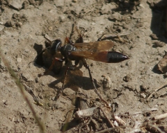 Palmodes strigulosus