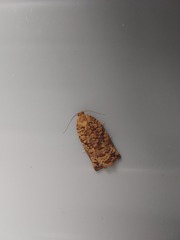 Archips oporana