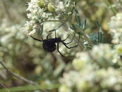 Latrodectus tredecimguttatus