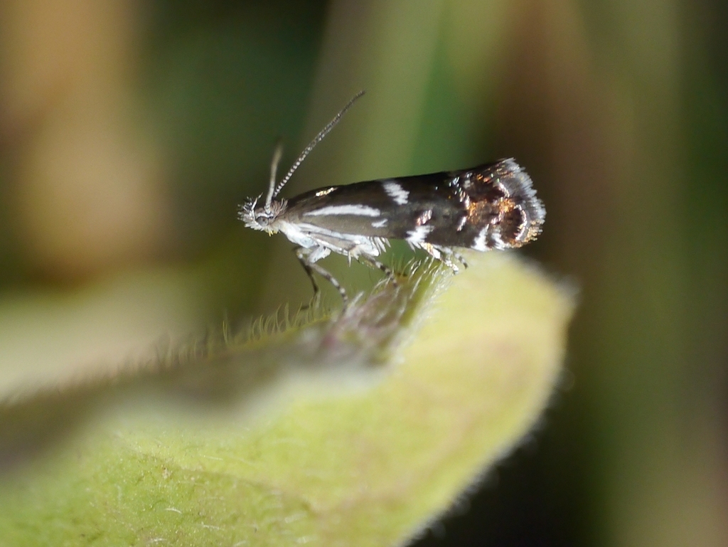 Millieria dolosalis