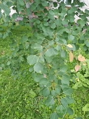 Populus tremula