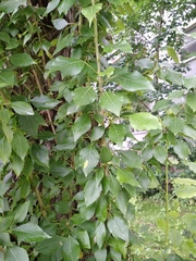Populus