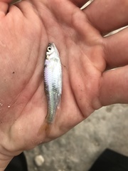 Cyprinella lutrensis