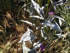 Erysiphe cruciferarum