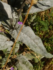 Erysiphe cruciferarum