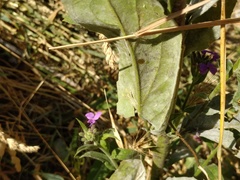 Erysiphe cruciferarum