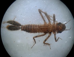 Megapodagrionidae