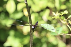 Libellula luctuosa