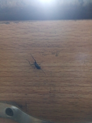 Pterygota