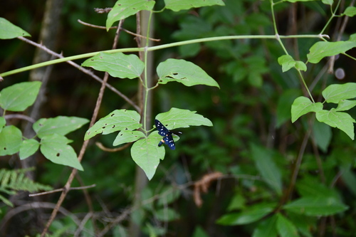 Bjelopjegavi ovnić (Amata phegea)