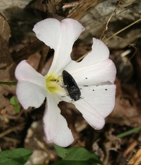 Acmaeodera cylindrica