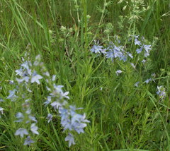 Veronica austriaca jacquinii