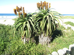 Aloe thraskii