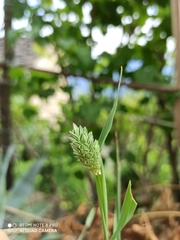 Phalaris canariensis