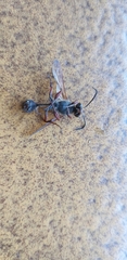 Sceliphron curvatum