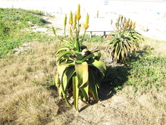 Aloe thraskii