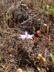Brodiaea