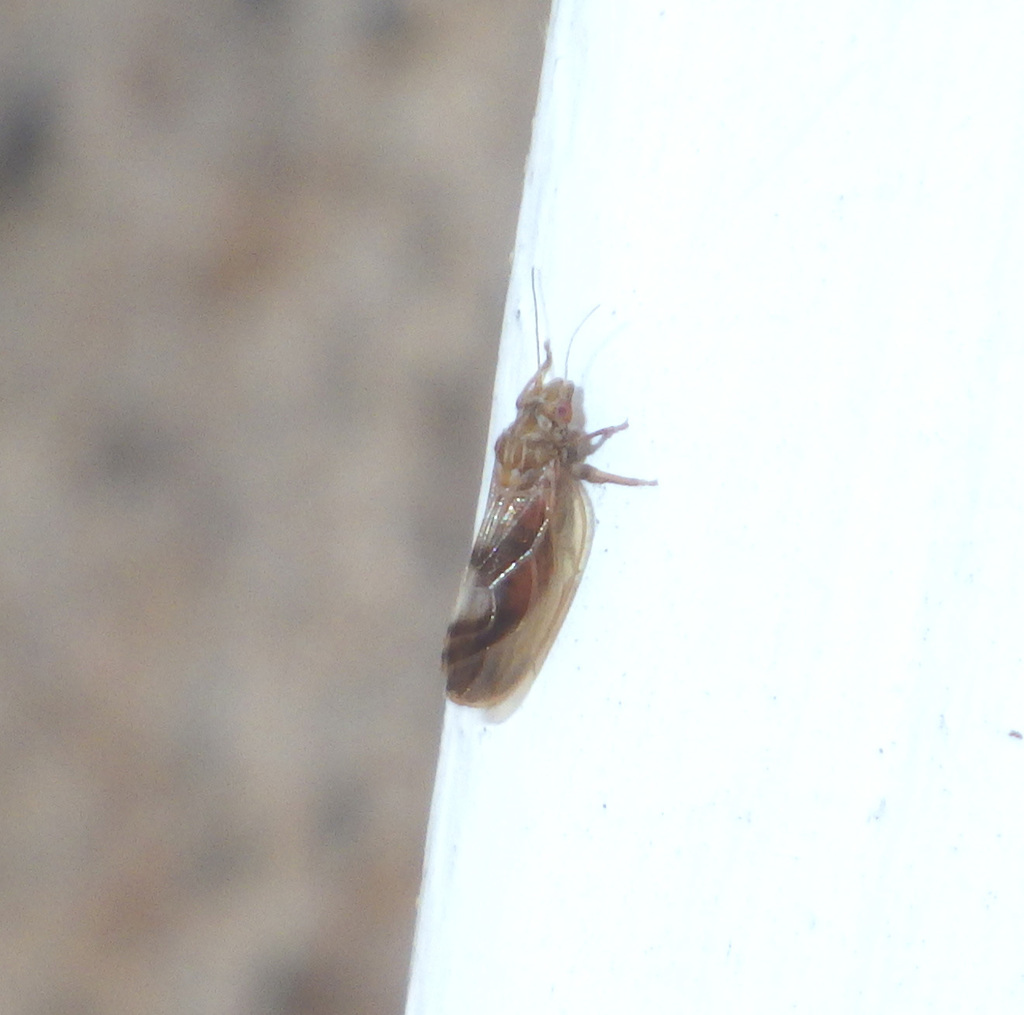 Eleagnus Sucker