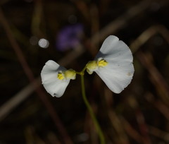 Utricularia barkeri