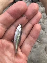 Cyprinella lutrensis