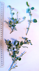 Atriplex nummularia