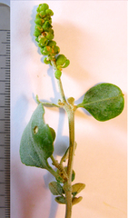 Atriplex nummularia