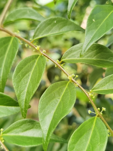 Jamaican gooseberry tree