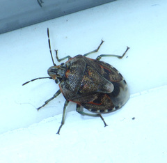 Holcogaster fibulata