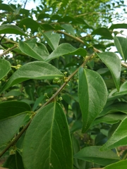 Phyllanthus acuminatus