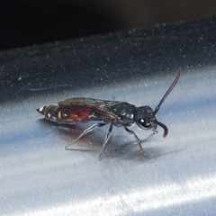 Sapyga quinquepunctata