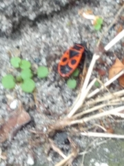 Pyrrhocoris apterus