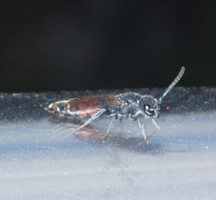 Sapyga quinquepunctata