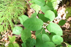 Amelanchier stolonifera