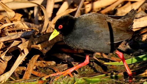 Black Crake (Zapornia flavirostra), photo 10