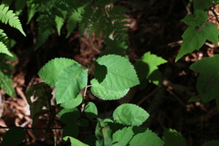 Amelanchier stolonifera