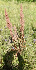 Rumex pseudonatronatus