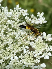 Amblyteles armatorius