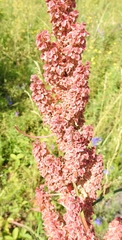 Rumex pseudonatronatus