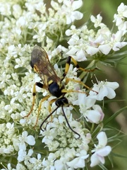 Amblyteles armatorius