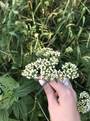 Achillea millefolium
