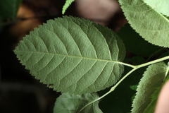Amelanchier stolonifera