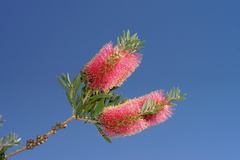 Melaleuca wimmerensis
