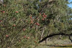 Melaleuca wimmerensis