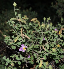 Cistus tauricus