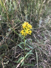 Solidago virgaurea