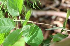 Amelanchier stolonifera