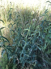 Vincetoxicum hirundinaria