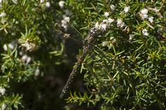 Rhionaeschna californica