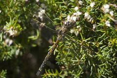 Rhionaeschna californica